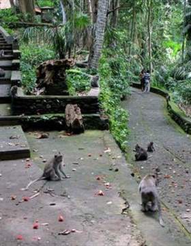 غابة القرود